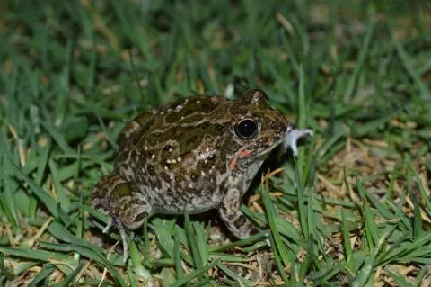 Photo: Francois Becker