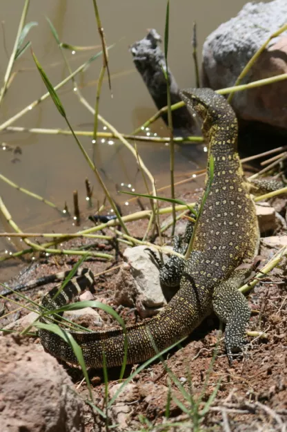 Water Monitor. Photo: Peter Cunningham