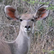Greater Kudu. While some species of mammals are relatively well known in terms of their distribution in Namibia, many are not. Contribute to the mammal atlas and assist in assessing current distributions. Photo: Alice Jarvis