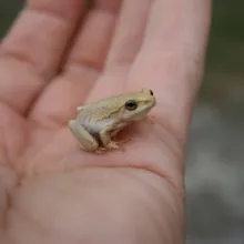 Angolan Reed Frog. Amphibians are very poorly known in Namibia. Get involved with this new initiative to compile basic distribution data for Namibia's frogs and toads. Photo: Peter Cunningham