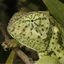Common Flap-neck Chameleon. Namibia has a rich diversity of reptiles but they are poorly known. Contribute to the reptile atlas and assist in assessing current distributions. Photo: Francois Becker