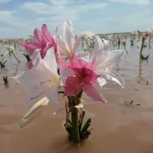 Crinum paludosum. Photo: Matthew Walters