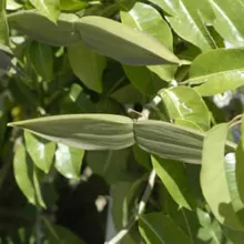 Cryptostegia grandiflora - Rubber vine. Several species of alien plants in Namibia pose a threat to the natural vegetation. Mapping these species and obtaining basic information on them is a first step in assessing the level of threat and how best to tackle the problem. Photo: Coleen Mannheimer