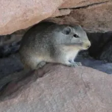 Dassie rat. While some species of mammals are relatively well known in terms of their distribution in Namibia, many are not. Contribute to the mammal atlas and assist in assessing current distributions. Photo: Chris Brown