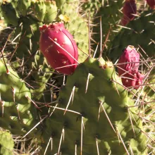 Opuntia stricta - Common pest pear. Several species of alien plants in Namibia pose a threat to the natural vegetation. Mapping these species and obtaining basic information on them is a first step in assessing the level of threat and how best to tackle the problem. Photo: Coleen Mannheimer