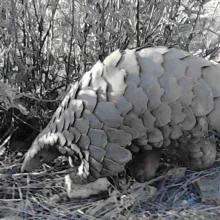 Savanna Pangolin. While some species of mammals are relatively well known in terms of their distribution in Namibia, many are not. Contribute to the mammal atlas and assist in assessing current distributions. Photo: Tony Robertson