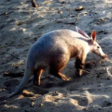 Aardvark. While some species of mammals are relatively well known in terms of their distribution in Namibia, many are not. Contribute to the mammal atlas and assist in assessing current distributions. Photo: Sonja Schubert