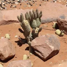 Tephrocactus articulatus. Several species of alien plants in Namibia pose a threat to the natural vegetation. Mapping these species and obtaining basic information on them is a first step in assessing the level of threat and how best to tackle the problem. Photo: Coleen Mannheimer