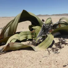 Welwitschia mirabilis. Photo: Alice Jarvis