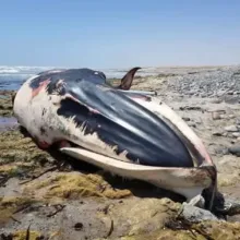Bryde's Whale. Help increase knowledge of our whales and dolphins by contributing to the marine mammal atlas. Photo: Informante