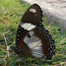 Diadem. Butterflies are poorly known in Namibia. Get involved with this new initiative to compile basic distribution data for Namibia's butterflies. Photo: Matthew Walters