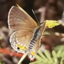 Black-striped Hairtail. Butterflies are poorly known in Namibia. Get involved with this new initiative to compile basic distribution data for Namibia's butterflies. Photo: Matthew Walters