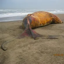 Humpback Whale. Help increase knowledge of our whales and dolphins by contributing to the marine mammal atlas. Photo: Liezl Maritz