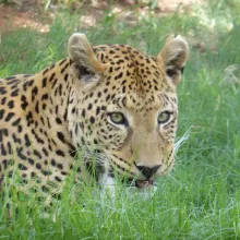 Leopard. While some species of Namibia's carnivores are relatively well known in terms of their distribution in Namibia, many are not. Contribute to the carnivore atlas and assist in assessing current distributions. Photo: Sasha Jarvis