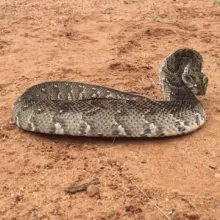 Puff Adder. Our snakes are poorly known and widely feared. Contribute to the snake atlas and assist in assessing current distributions. Photo: Francois Theart