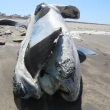 Southern right whale. Help increase knowledge of our whales and dolphins by contributing to the marine mammal atlas. Photo: Liezl Maritz